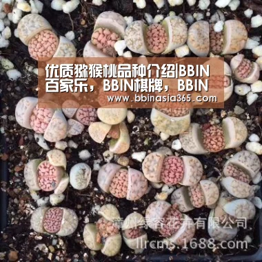 优质猕猴桃品种介绍|BBIN百家乐,BBIN棋牌,BBIN真人,BBIN登录(图1) BBIN百家乐,BBIN棋牌,BBIN真人,BBIN登录