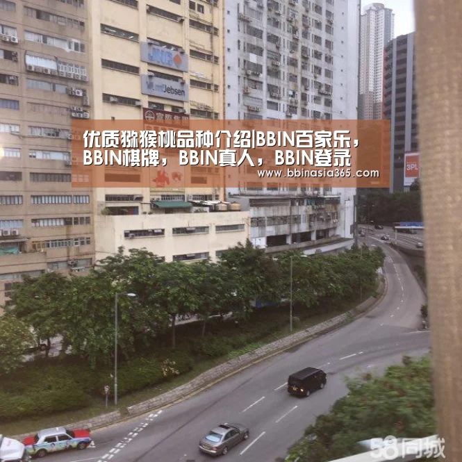 优质猕猴桃品种介绍|BBIN百家乐,BBIN棋牌,BBIN真人,BBIN登录(图3) BBIN百家乐,BBIN棋牌,BBIN真人,BBIN登录