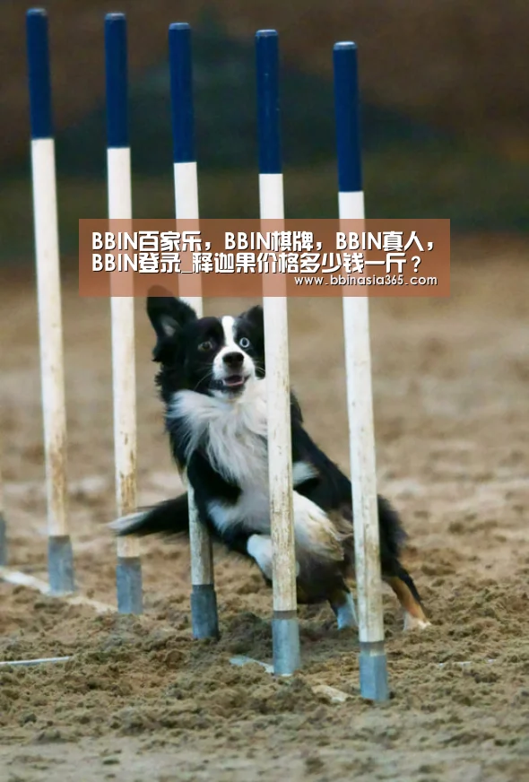 BBIN百家乐，BBIN棋牌，BBIN真人，BBIN登录